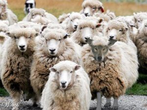 Wolves in sheep's clothing representing false teachers