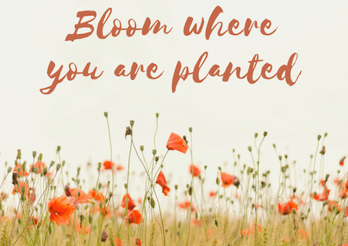 BLOOM-WHERE-YOU-ARE-PLANTED—Is it okay to be ordinary? article