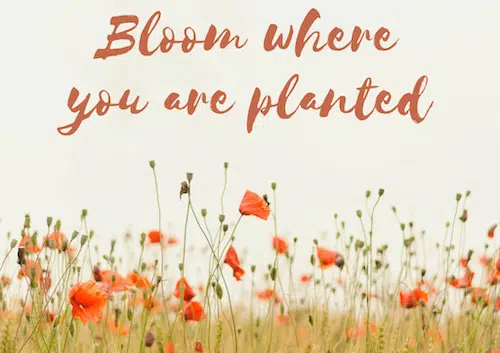 BLOOM-WHERE-YOU-ARE-PLANTED—Is it okay to be ordinary? article